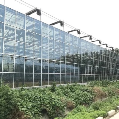 4mm Superior Tempered Pattern Greenhouse Roof Glass for Vagetables and Plants