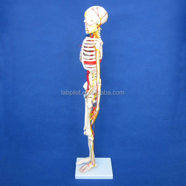 Medical Science Advanced PVC Human Skeleton Model with Nerves and Blood Vessels HOT 85cm