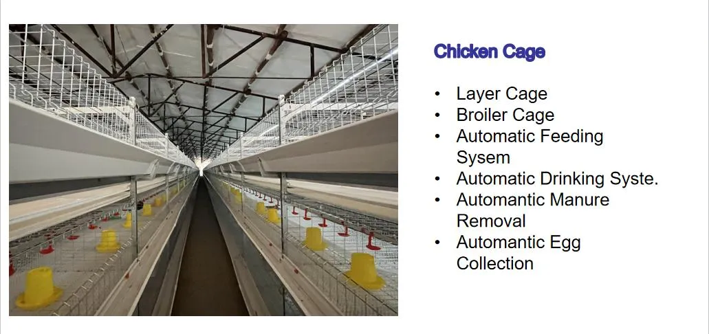 Galvanized Steel Automatic Poultry Farm Equipment Chicken Battery Cage H Type