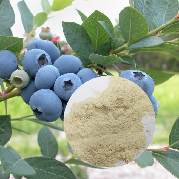 PH4~6 Aminoácido Quelatado Mn Pó Elemento Fertilizante Aminoácido em Pó Nitrogênio Total5