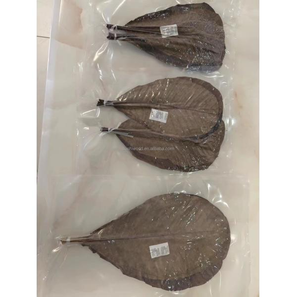 Vacuum-Packed Sushi Fresh Bamboo Hoba Leaf Leaves