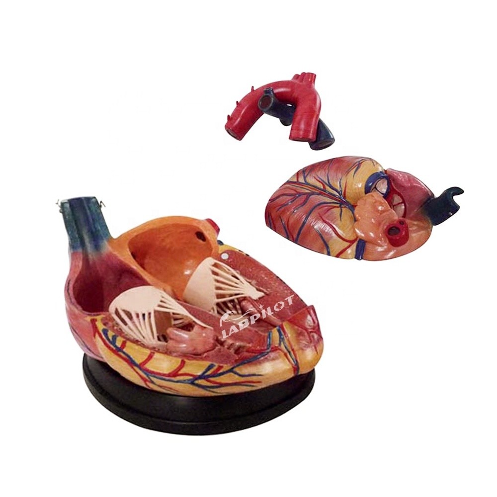 Hospitals' Top Choice 3D Human Heart Anatomy Model for Detailed and Accurate Learning
