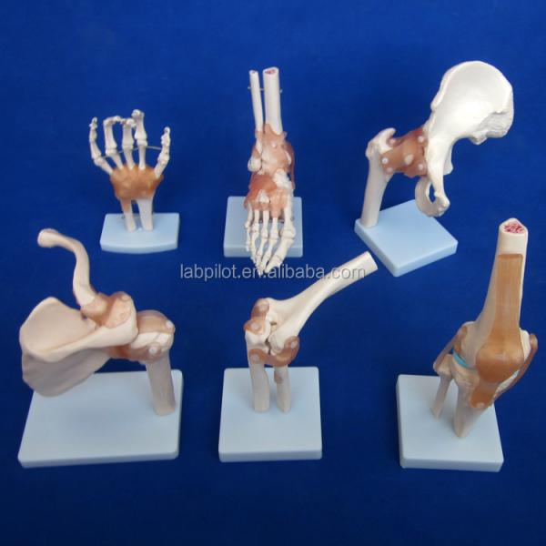 Detailed Human Joint Bone Models for Educational Shoulder Elbow Hip Knee Hand and Foo