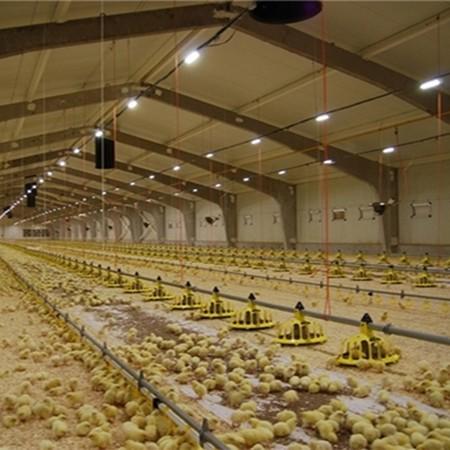 equipamento de cultivo das aves domésticas 400kg/H para produtos das grelhas