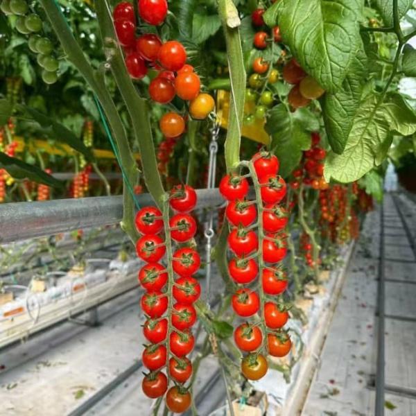 Reasonable price Galvanized steel structure Venlo type glass greenhouse polycarbonate greenhouse