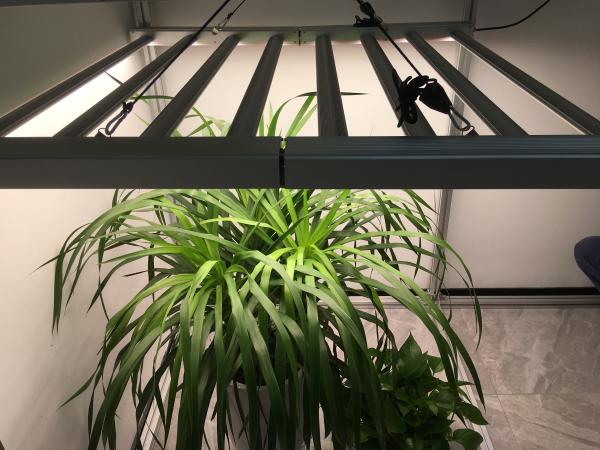 Famous Brand Driver Samsung LM301B 365nm Veg Grow Light