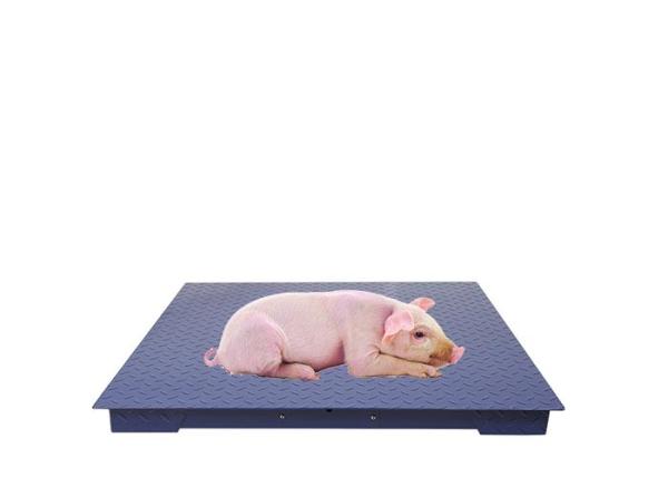 Carbon Steel Plate Heavy Duty Industrial Weighing Scales With Adjustable Foot