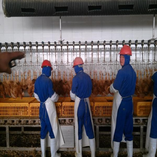 Aves de corral automáticas 500BPH que matan la cadena de sacrificio 304 del pollo del equipo