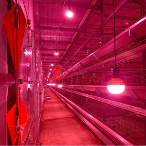 Optimal Egg Collection Layer Chicken Cage System for Algerian Farms