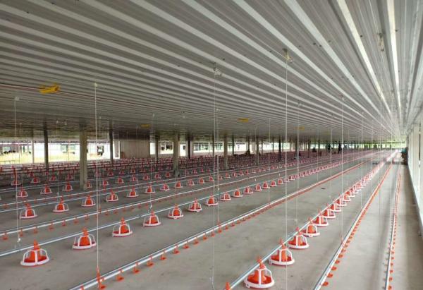 Pan Feeding SS304 3.5m Broiler House Equipment For Chicken