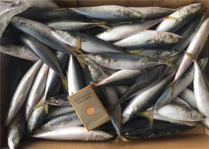 Scomber Japonicus 9PCS 10PCS в скумбрии протеина Kg рыб моря высоко- замороженные