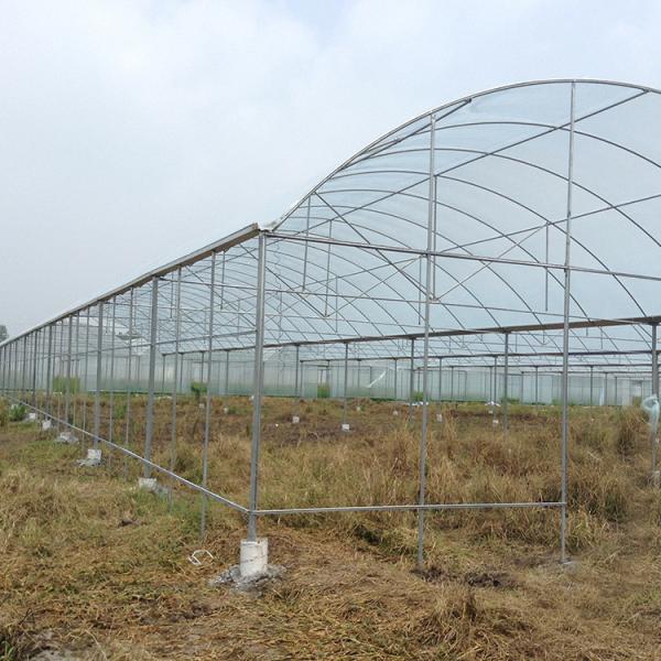 Multi estufa do abrigo do Rainout do filme plástico do arco para a morango
