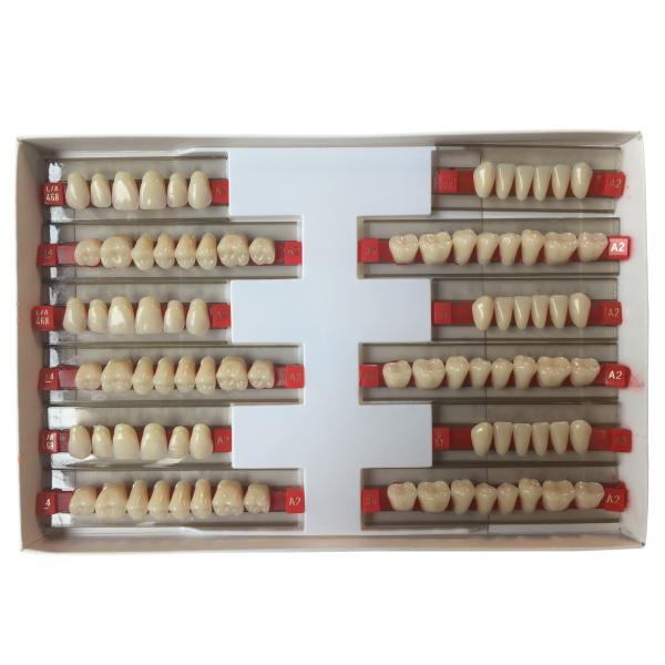 High Strength Artificial Dental Acrylic Resin Teeth With High Biocompatibility