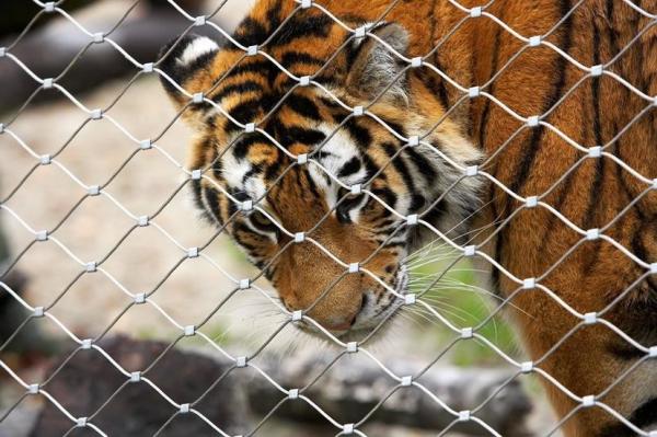 オウムのためのSS316動物園50mmの穴の鳥の飼鳥園の網