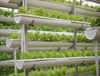 Multispan Lettuce Work Greenhouse With NFT Hydroponic Growing Systems