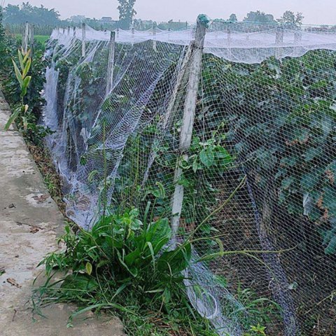 Orchard Anti Bird Mesh Netting For Blueberry And Grape Protection
