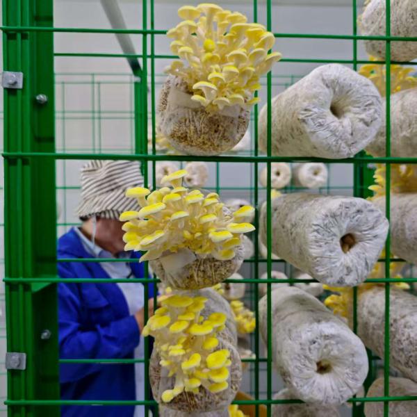 Mushroom Growing Intelligent Mushroom Container Innovative Design