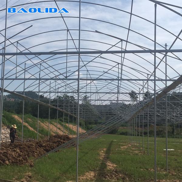 Agriculture Natural Ventilation Greenhouse Temperature Control Multi Span Greenhouse