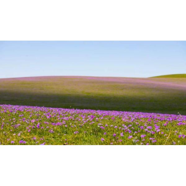 17-0-0 poudre soluble dans l'eau de l'azote 17% de l'acide aminé 50% d'engrais organique