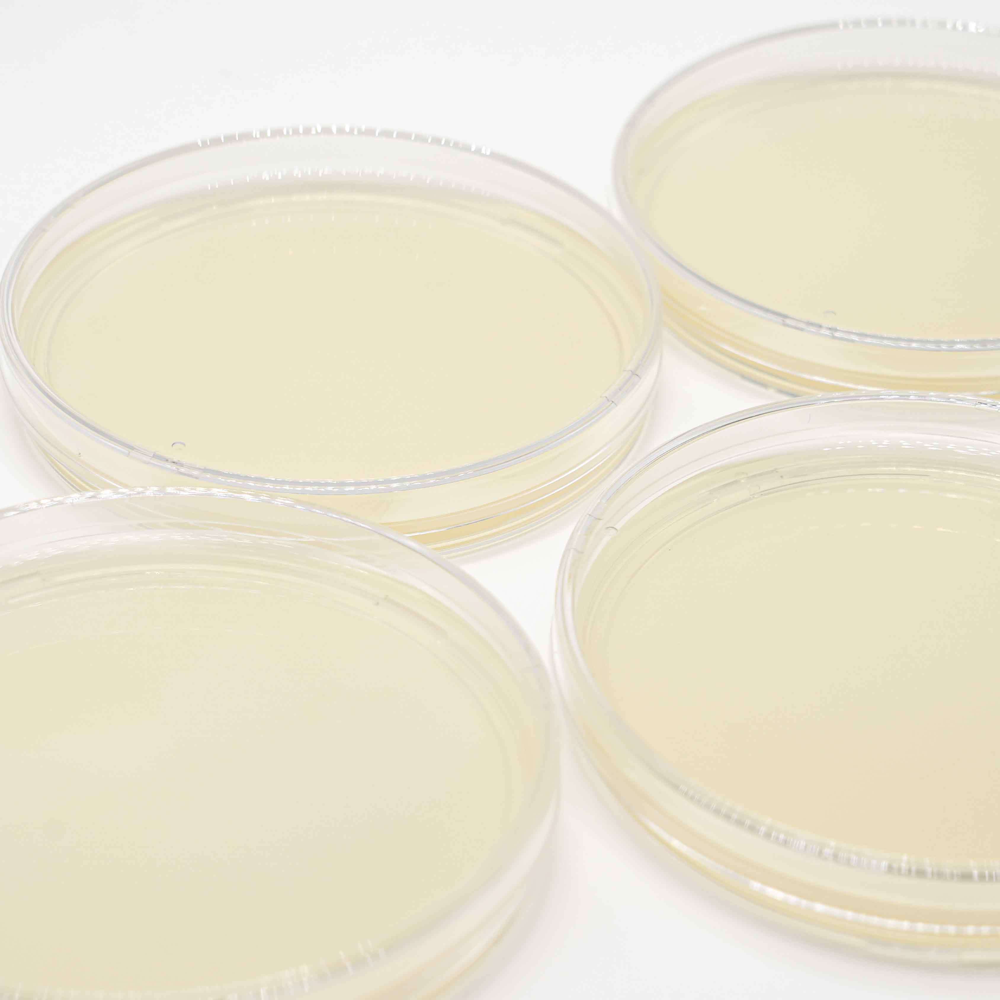 Sterile VRBGA Prepared Agar Plates Violet Red Bile Glucose Plate For Selective Enumeration