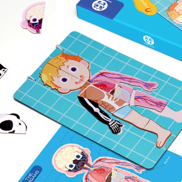 Magnetic Human Body Anatomy Play Set With 48 Magnetic Pieces And Storage Box