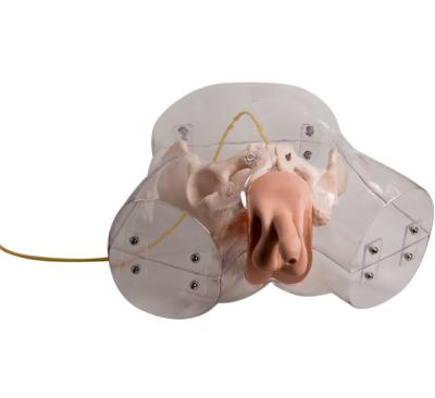 Adult Transparent Male Urethral Catheterization Simulator