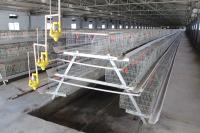 Franga automática 275g/M2 de Chick Cage Poultry Farm Equipment da grelha do bebê da camada