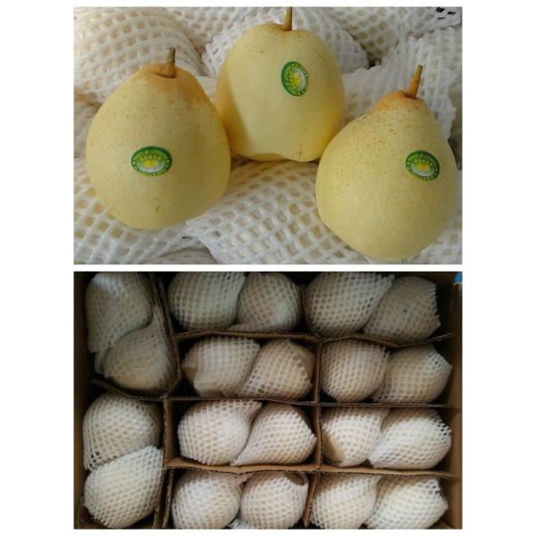 Груши Ya китайца HACCP белые