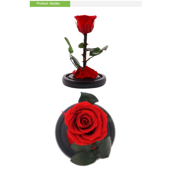 Decoración delicada preservada de la bóveda de cristal roja de Rose In A para casero/interior