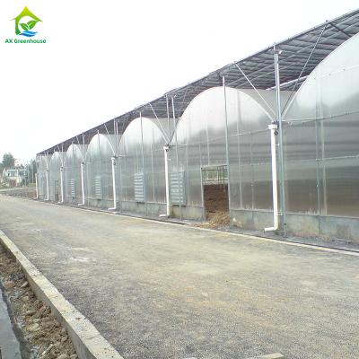 Multi-span Industrial Polycarbonate PC Sheet Tomato Fruit Hydroponic Greenhouse