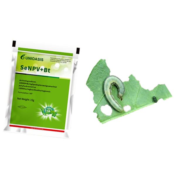 Органические овощи свекла Армия борьба с червями Пестицид порошок Сельское хозяйство Пестицид Капуста Червяки SeNPV BT