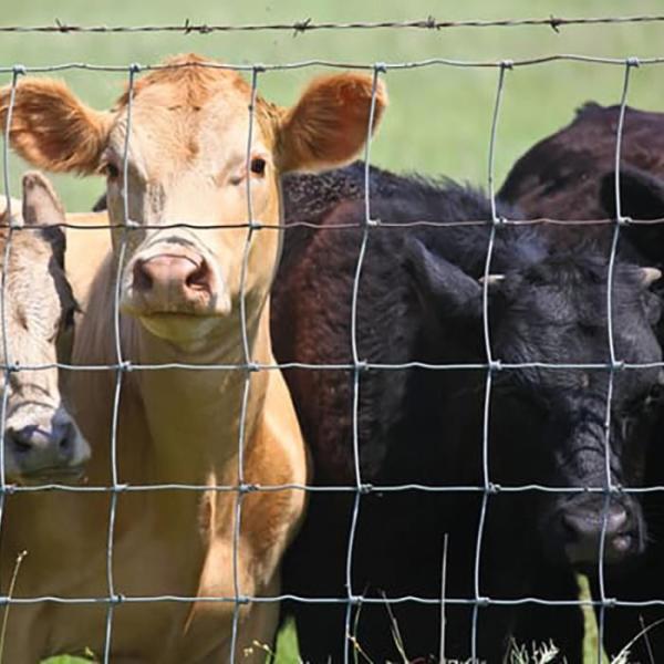 High Tensile Galvanized Wire Mesh Farm Fence - Customizable Height Deer Exclusion Fence for Corrosion Resistant Wildlife Protection
