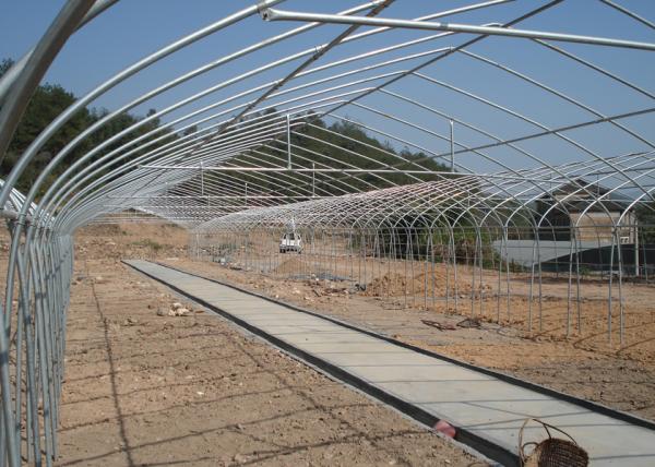 Film Surface Material Multi-Span Agricultural Greenhouses IGreen Greenhouse