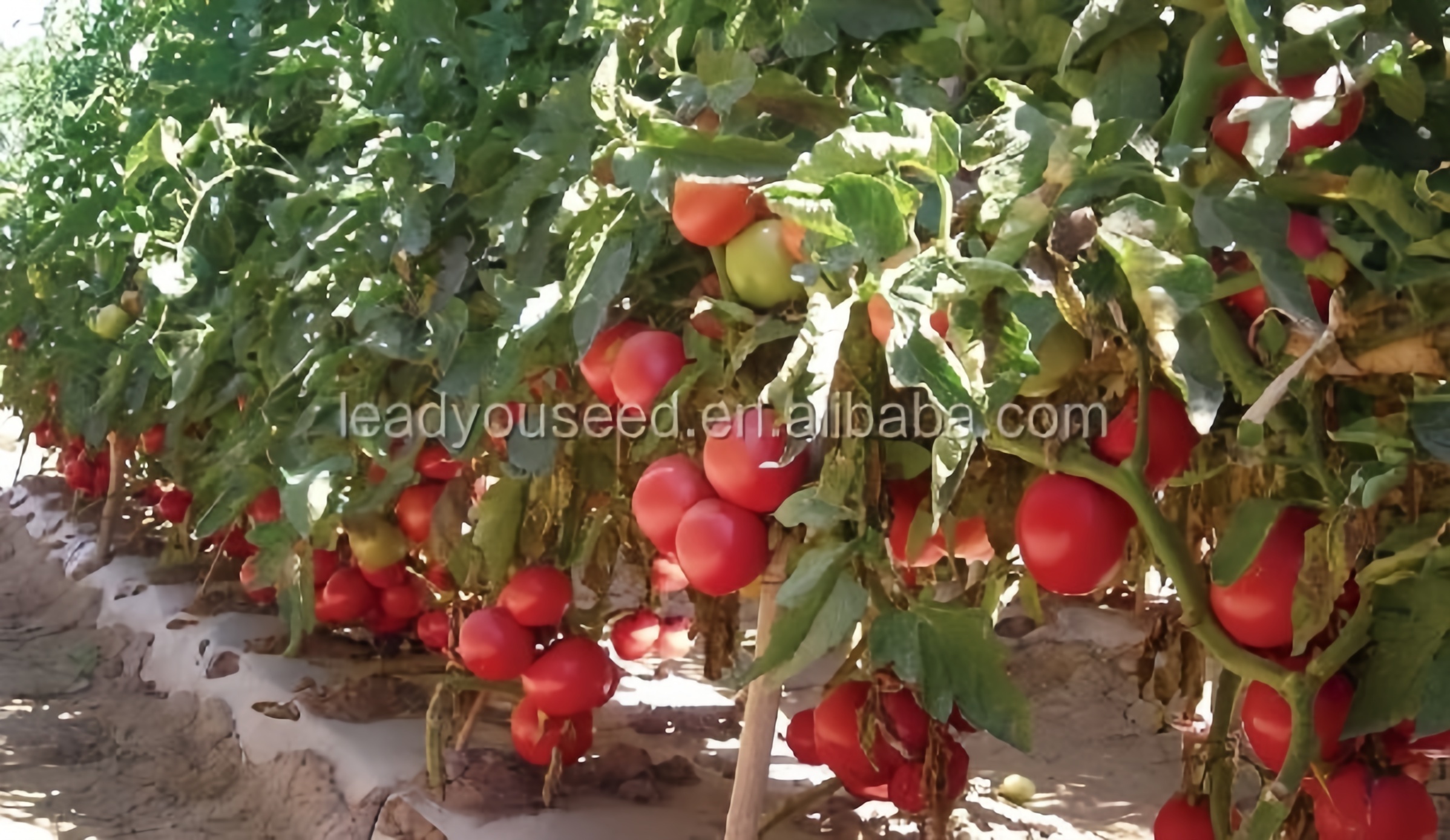 Kaiser Early Maturity F1 Determinate Hybrid Tomato Seeds Round Shape T06