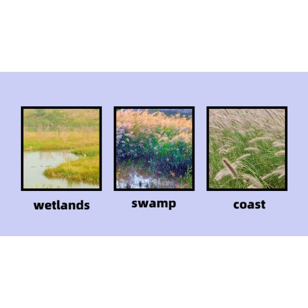 5000 KG Capacity Amphibious Reed Harvester with 5-12 HP Tractor Power and 1000 mm Working Width