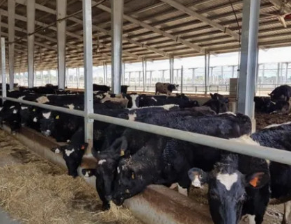 Hot-Dip Galvanized Custom Size Anti-Corrosion Steel Poultry House for Livestock Cow Shelter