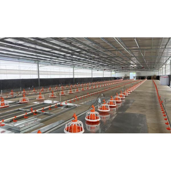 Elliptical Feeding Hole Chick Rearing And Cage Equipment Inward Push Cage Door