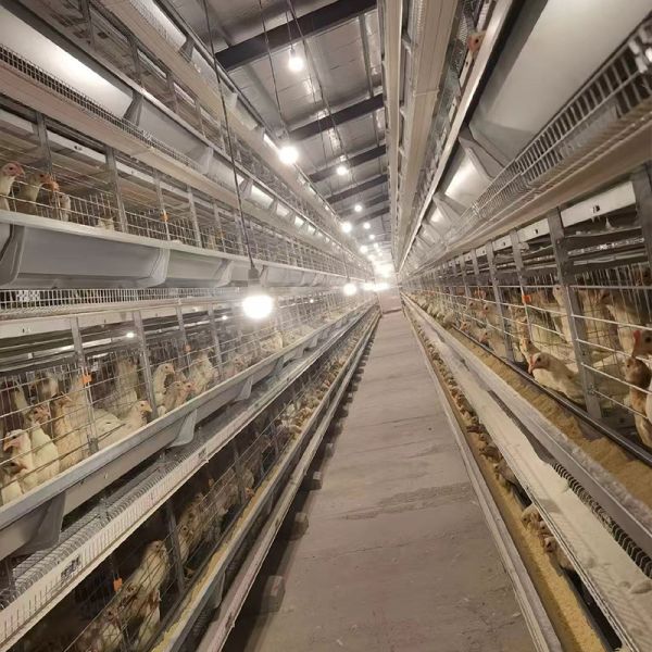 H Type Automatic System Chicken Cage layer Poultry Farming Equipment