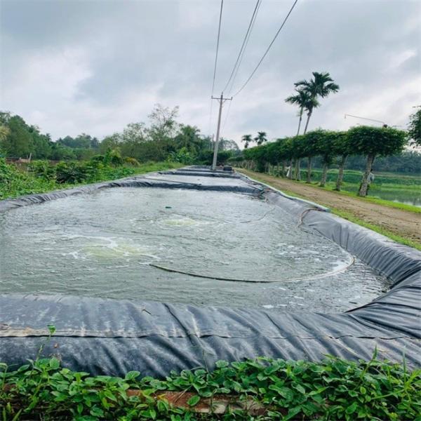 1.0 mm Folha de revestimento de geomembrana HDPE de lagoa de peixes para formação no local e serviço pós-venda