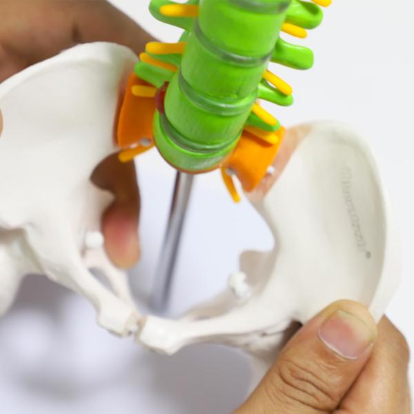 Pelvis Femur Heads Anatomical Skeleton Model Life Size Flexible