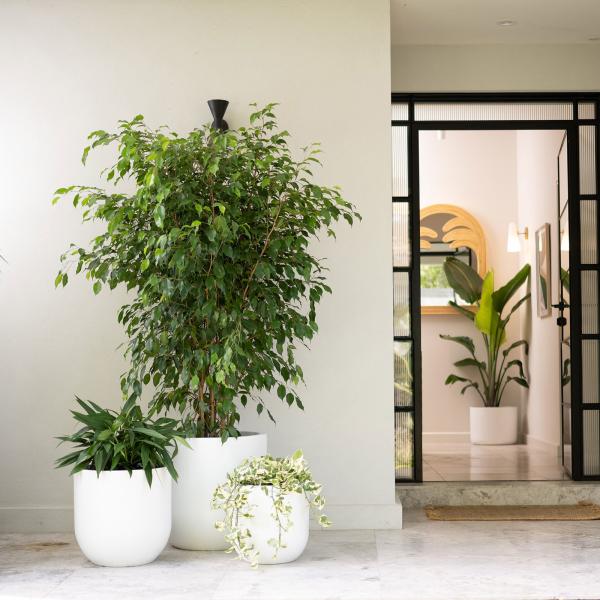 Boîtes à fleurs en fibre de verre de poids léger Boîte à plantes GRP pour décoration intérieure extérieure