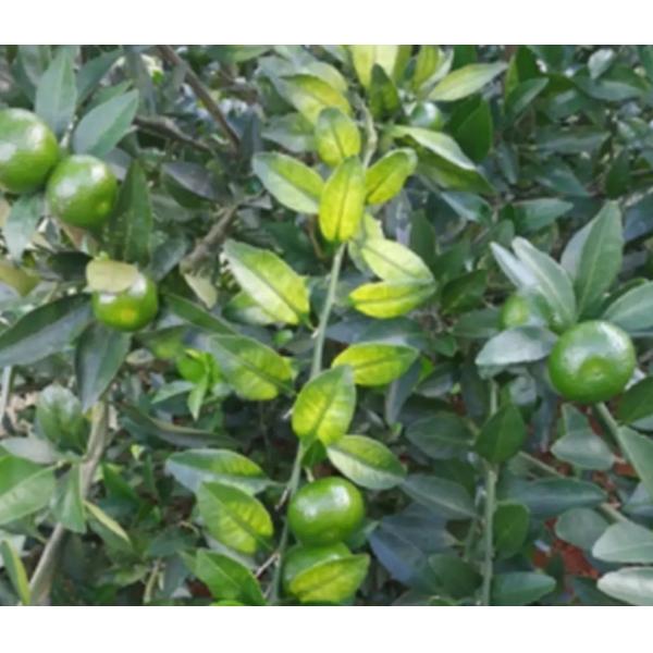 Organic Fruit Tree Fertilizer Plant Based 100% Water Soluble Magnesium Chelated