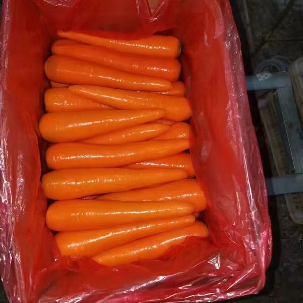 Direct Supply of New Season Organic Top Grade Sweet Taste Shandong Fresh Carrots Best Price Hot Selling