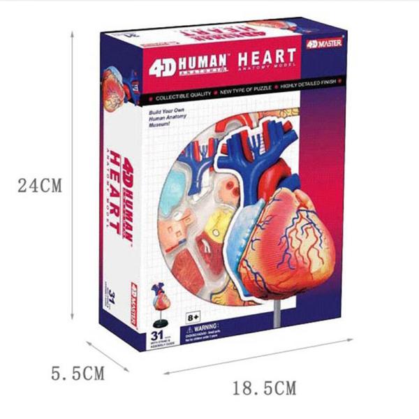 31 Parts 4d Master Human Anatomy Models As Children Toy