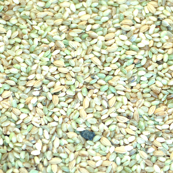 Trieuse électronique de couleurs Wenyao AI, Trieuse de graines, Trieuse de riz, Trieuse de paddy