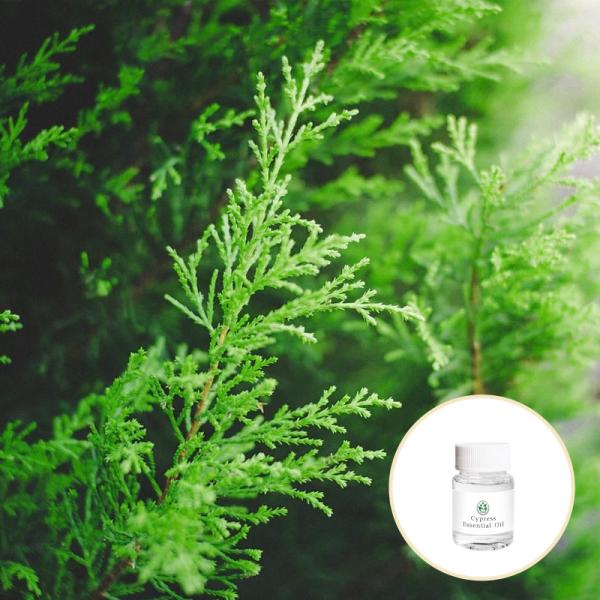 Amber Flavor Colorless Organic Cypress Essential Oil For Skin