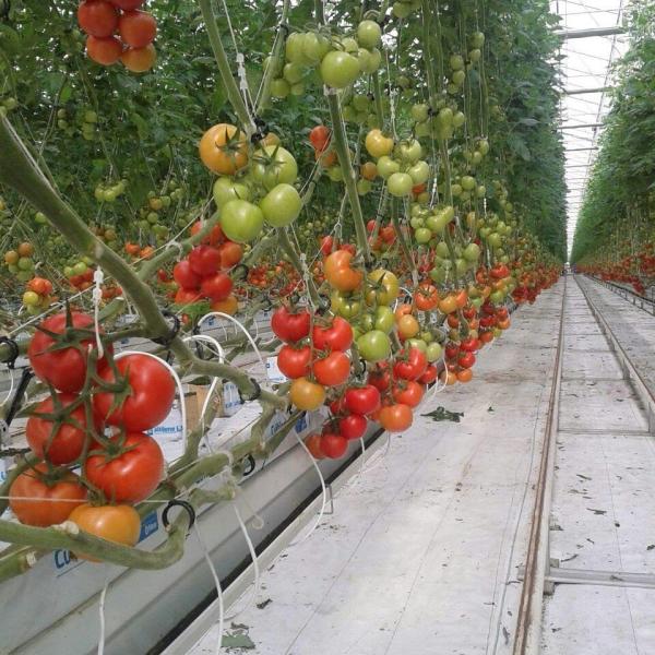 Парник Multi томата пяди Hydroponic пластиковый заволакивание полиэтиленовой пленки 150 микронов