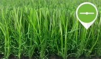 Outdoor Garden Lawn Synthetic Grass Artificial Turf Carpet