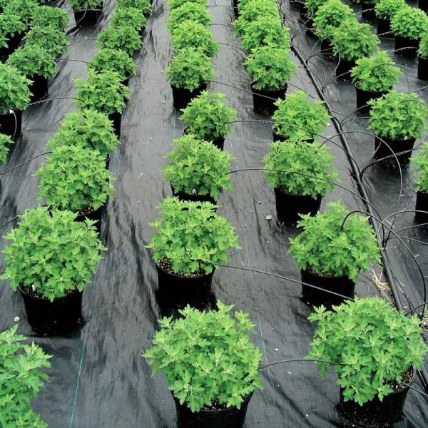 Anti Grass 20ft HDPE Plastic Weed Mat 3.2oz Weed Barrier Ground Cover