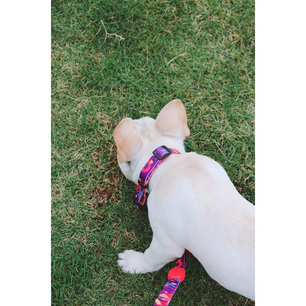 Sublimation Metal Buckle Dog And Leads 3 4 Inch Outdoor Dog Accessories